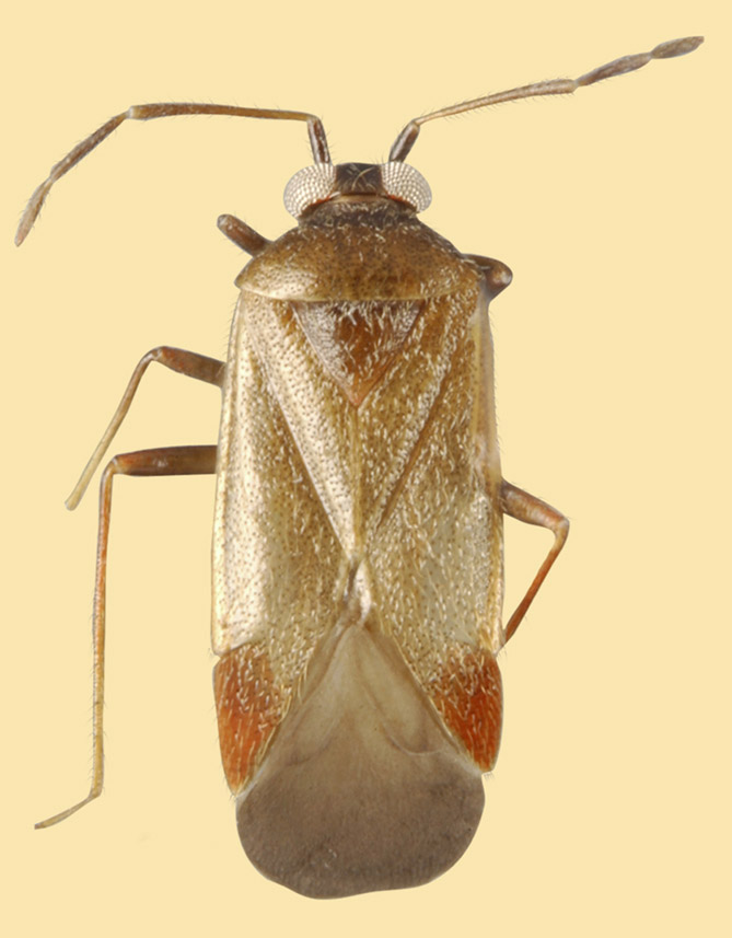 Izyacapsus rubrocuneatus