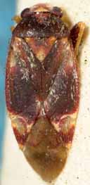 Orthotylus kassandra