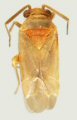 Schuh, R. T. and M. D. Schwartz.  2004.  New genera, new species, new synonyms, and new combinations in North America and Caribbean Phylinae (Heteroptera: Miridae).  American Museum Novitates  3436: 36 pp.