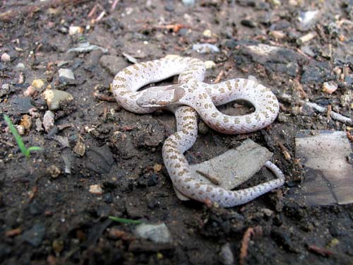Mountain Patch Nosed Snake