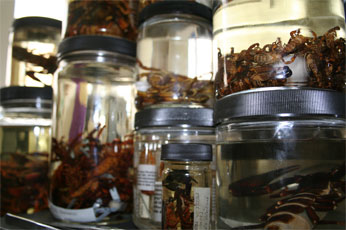 scorpions in bottles