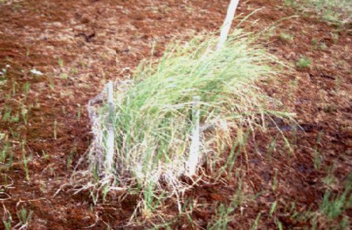 freshwater exclosure and damage
