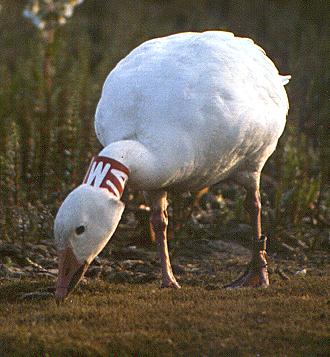 Banded Specklebelly Goose