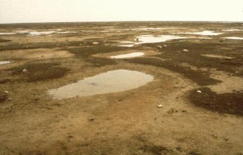 degraded marsh