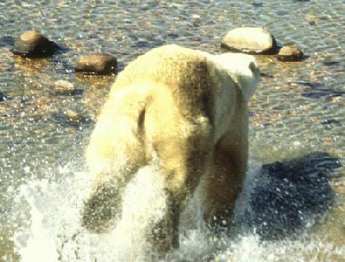 running polar bear