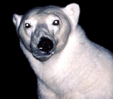 close up polar bear at night