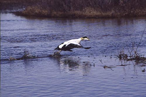 male common eider
