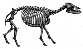 palaeothere
