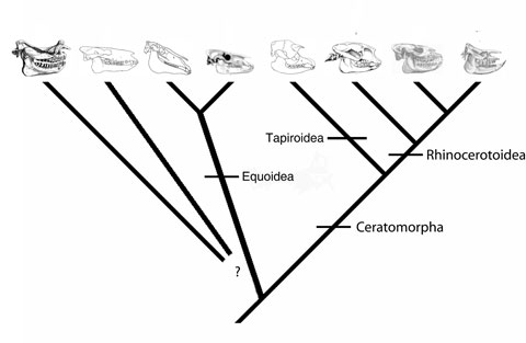 animal evolution cladogram