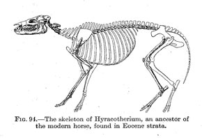 Hyracotherium