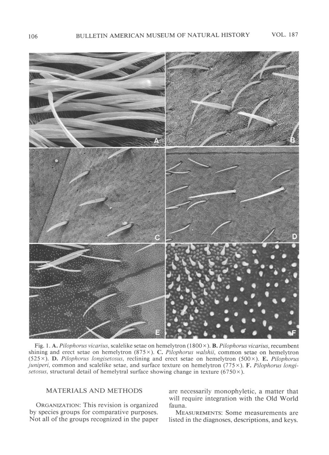 AMNH article by Schuh and Schwartz