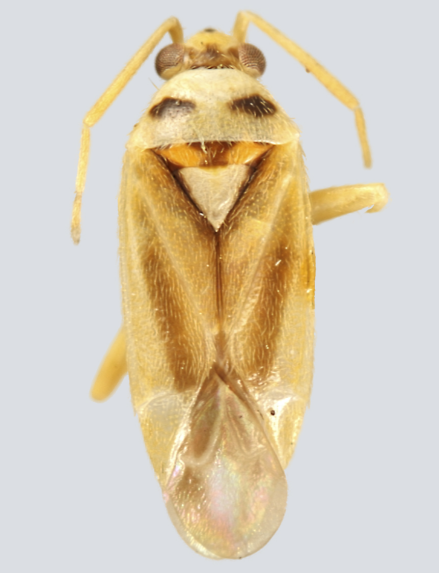 Plant bug, Vanduzeephylas falcatus