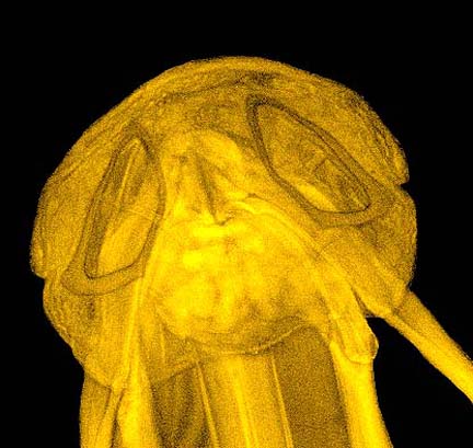 Confocal Microscopy Image