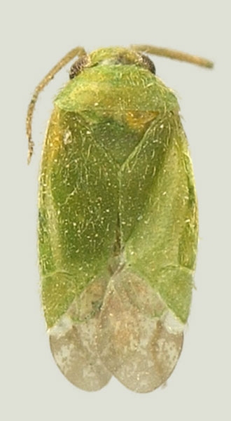 Male Phymatopsallus acaciae