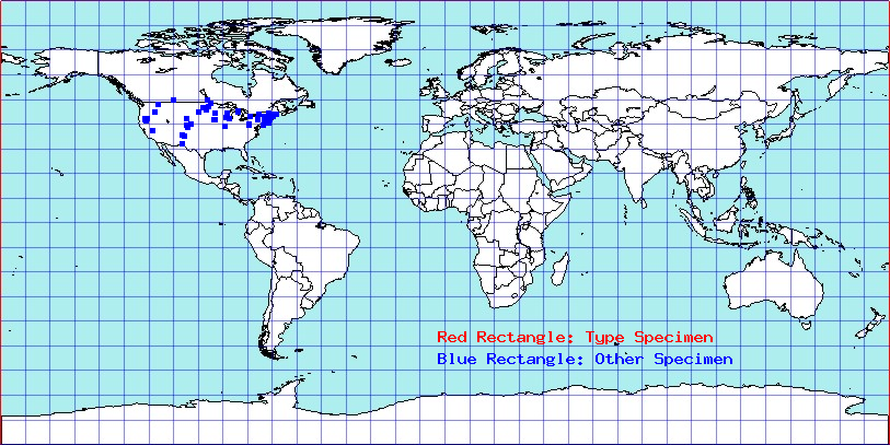 Alydus conspersus coordinates