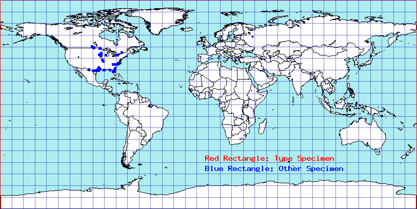 Americodema nigrolineatum coordinates