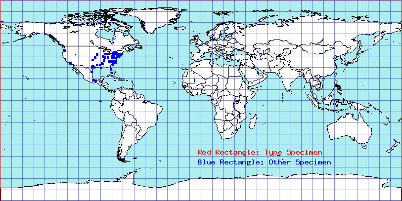 Amnestus pusillus coordinates