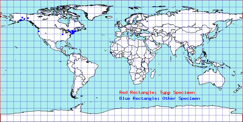Anthocoris musculus coordinates