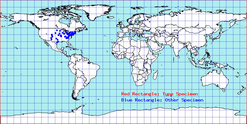 Apateticus cynicus coordinates
