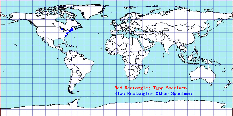 Aradus niger coordinates