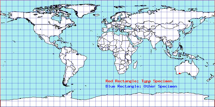 Australomma carapezzai coordinates