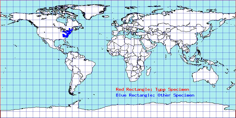 Balclutha impicta coordinates