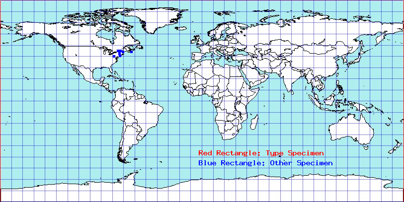 Camptozygum aequale coordinates