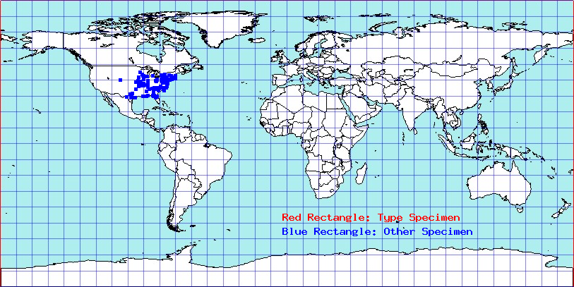 Carynota mera coordinates