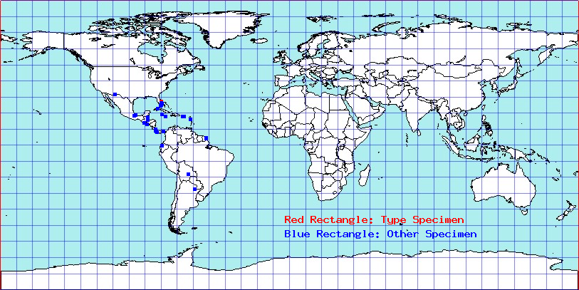 Chionomus tenae coordinates