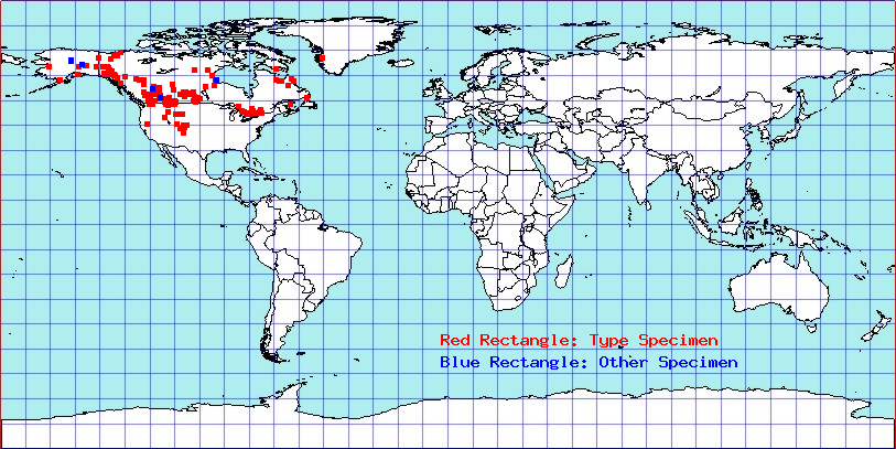 Chlamydatus keltoni coordinates