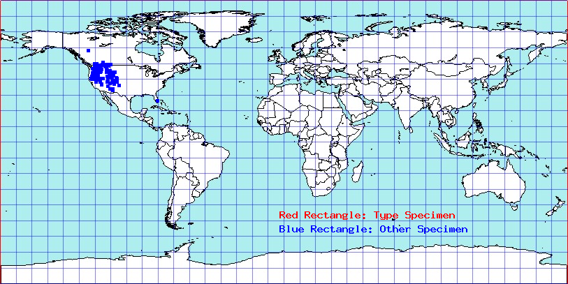 Chlamydatus obliquus coordinates
