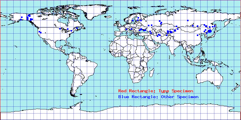 Chlamydatus pullus coordinates