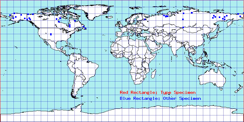 Chlamydatus wilkinsoni coordinates
