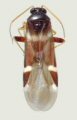 Schuh, R. T.  2004.  Revision of Tuxedo Schuh (Heteroptera: Miridae).  American Museum Novitates  3435: 26 pp.