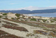coastal habitat, CA, USA