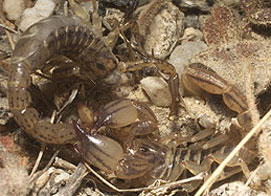 scorpion predating on another scorpion species