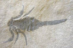 fossil scorpion