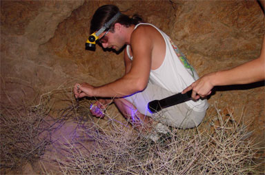 Randy with UV light looking for scorpions