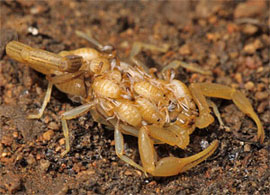 scorpion with offspring