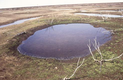 both a goose pond and surrounding habitat are degraded