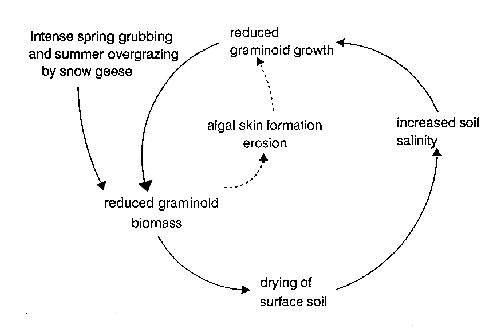 salinity cycle